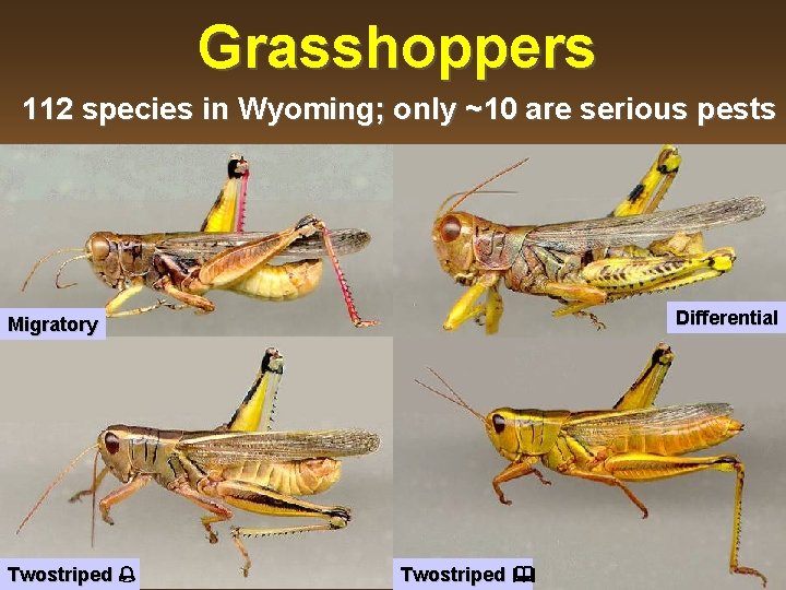 Grasshoppers 112 species in Wyoming; only ~10 are serious pests Differential Migratory Twostriped 