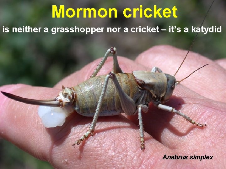 Mormon cricket is neither a grasshopper nor a cricket – it’s a katydid Anabrus