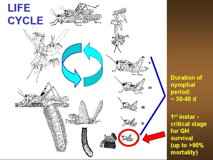 LIFE CYCLE V IV Duration of nymphal period: ~ 30 -40 d III II