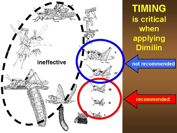 TIMING V ineffective is critical when applying Dimilin not recommended IV III II I