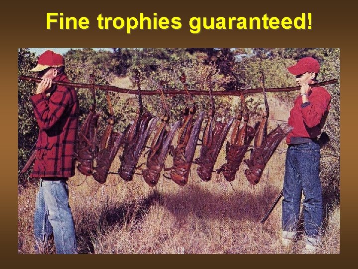 Fine trophies guaranteed! 
