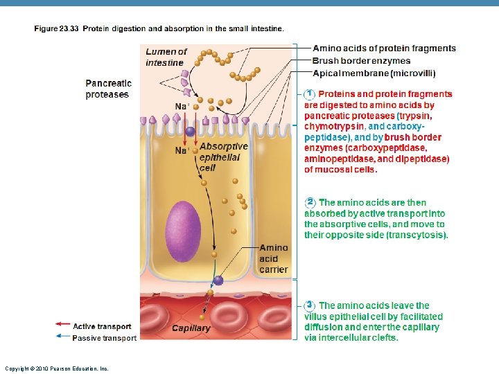Copyright © 2010 Pearson Education, Inc. 