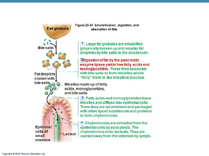 Copyright © 2010 Pearson Education, Inc. 
