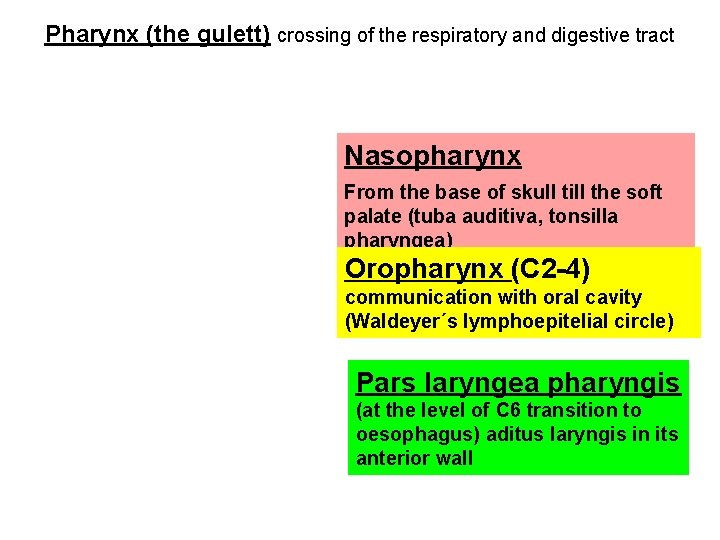 Pharynx (the gulett) crossing of the respiratory and digestive tract Nasopharynx From the base