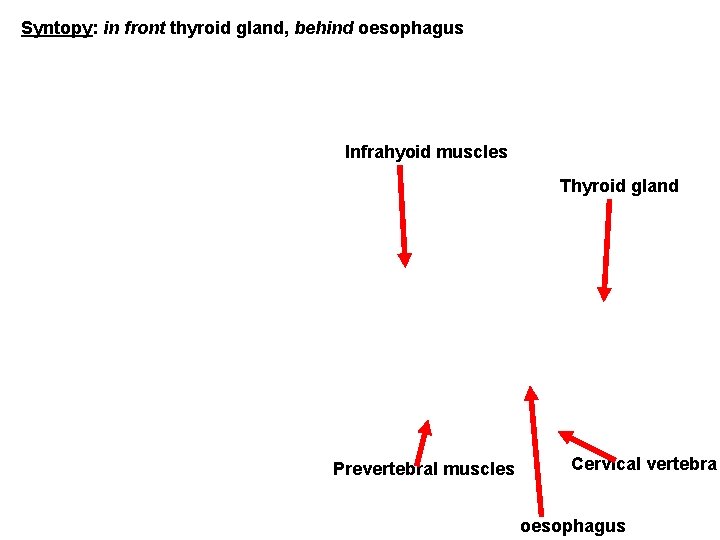 Syntopy: in front thyroid gland, behind oesophagus Infrahyoid muscles Thyroid gland Prevertebral muscles Cervical