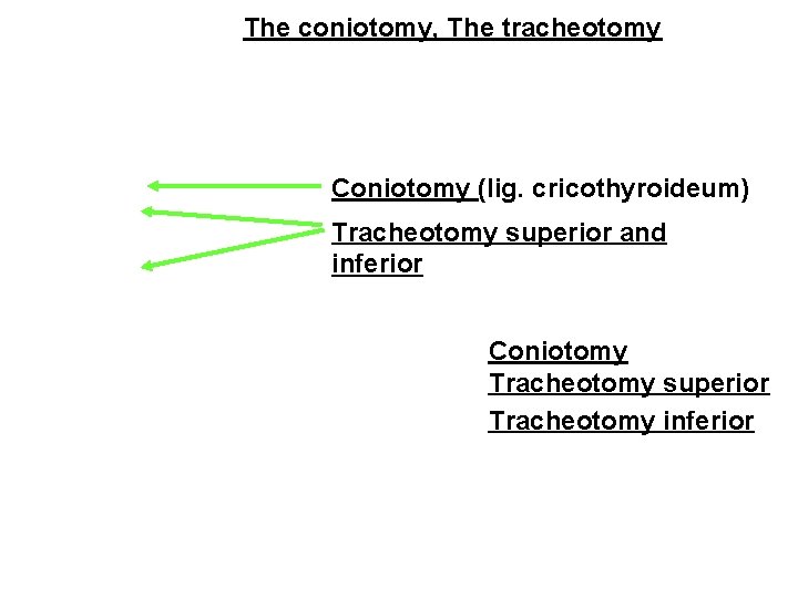 The coniotomy, The tracheotomy Coniotomy (lig. cricothyroideum) Tracheotomy superior and inferior Coniotomy Tracheotomy superior