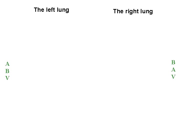 The left lung A B V The right lung B A V 