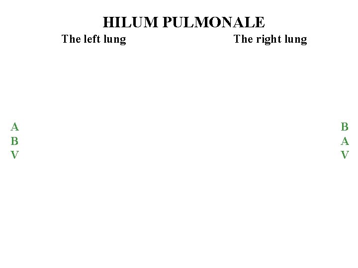 HILUM PULMONALE The left lung A B V The right lung B A V