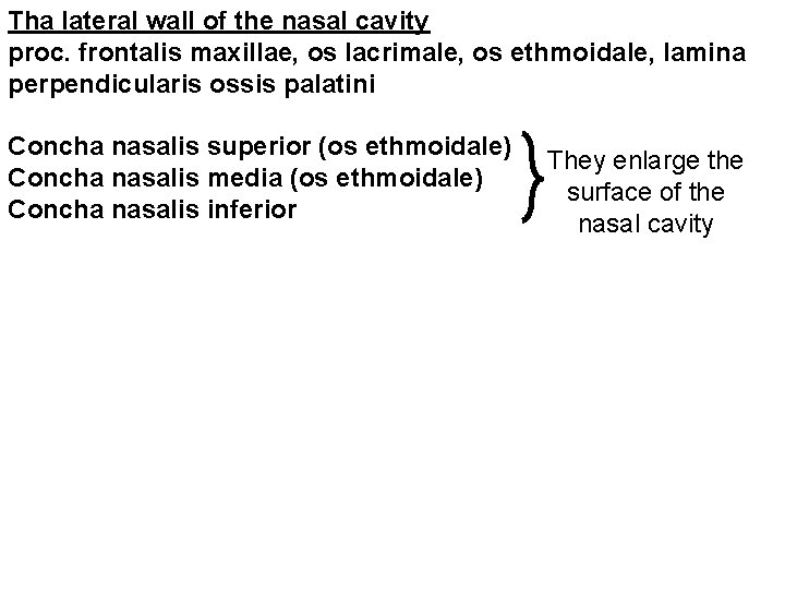 Tha lateral wall of the nasal cavity proc. frontalis maxillae, os lacrimale, os ethmoidale,