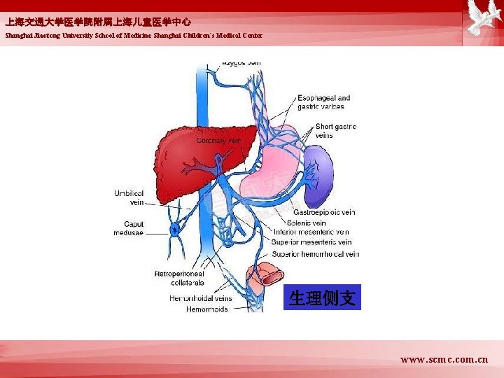 上海交通大学医学院附属上海儿童医学中心 Shanghai Jiaotong University School of Medicine Shanghai Children`s Medical Center 生理侧支 www. scmc.