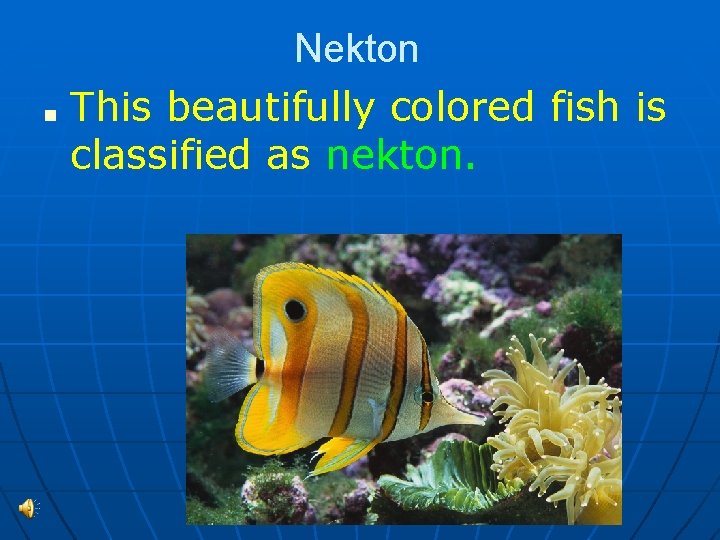 ■ Nekton This beautifully colored fish is classified as nekton. 