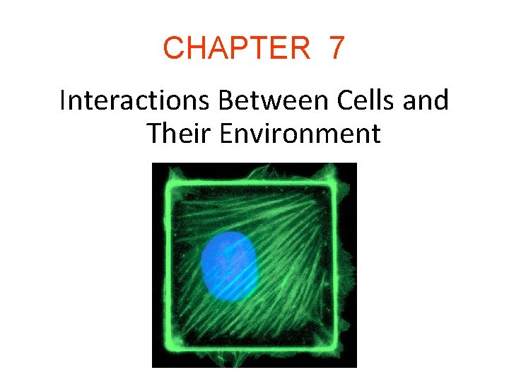 CHAPTER 7 Interactions Between Cells and Their Environment 