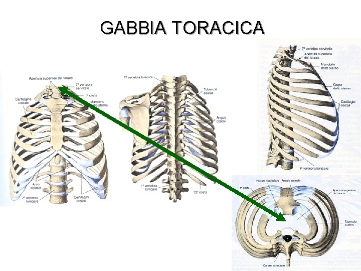 GABBIA TORACICA LATERALE ANTERIORE POSTERIORE SUPERIORE 