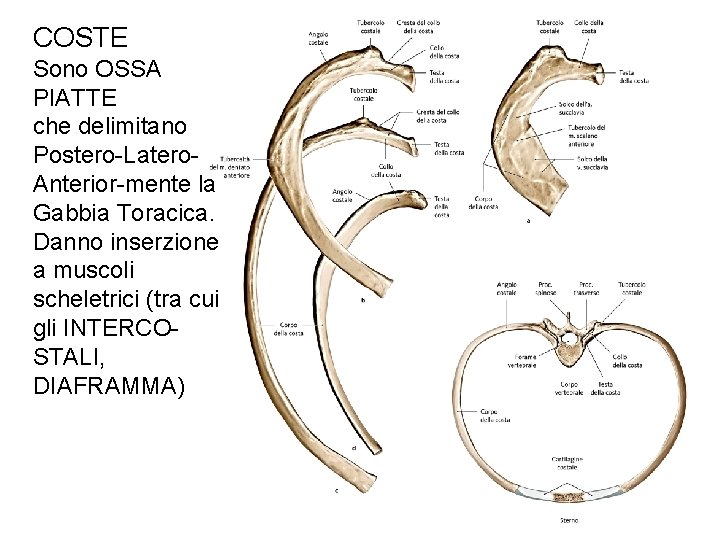 COSTE Sono OSSA PIATTE che delimitano Postero-Latero. Anterior-mente la Gabbia Toracica. Danno inserzione a