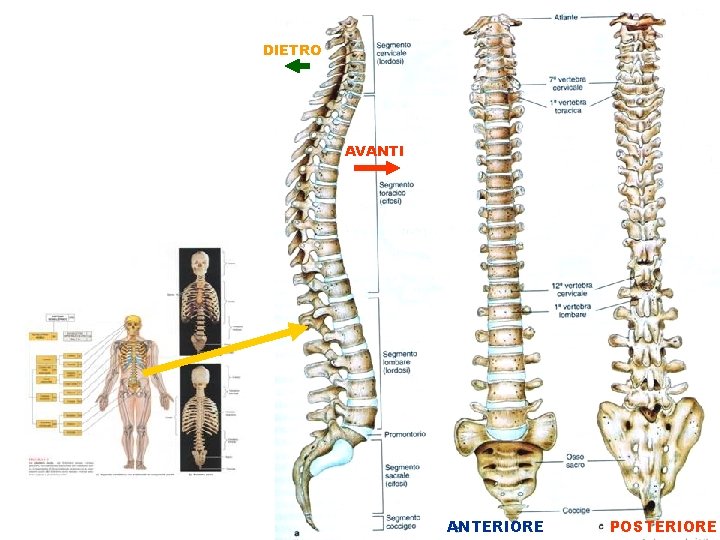 DIETRO AVANTI ANTERIORE POSTERIORE 