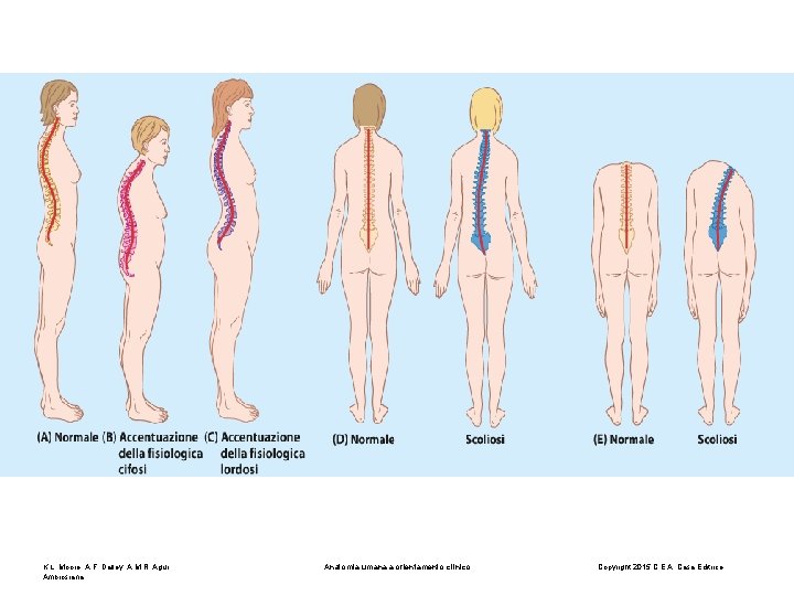 K. L. Moore, A. F. Dalley, A. M. R. Agur Ambrosiana Anatomia umana a