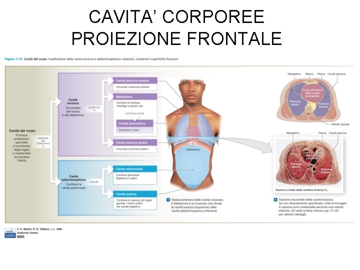 CAVITA’ CORPOREE PROIEZIONE FRONTALE 