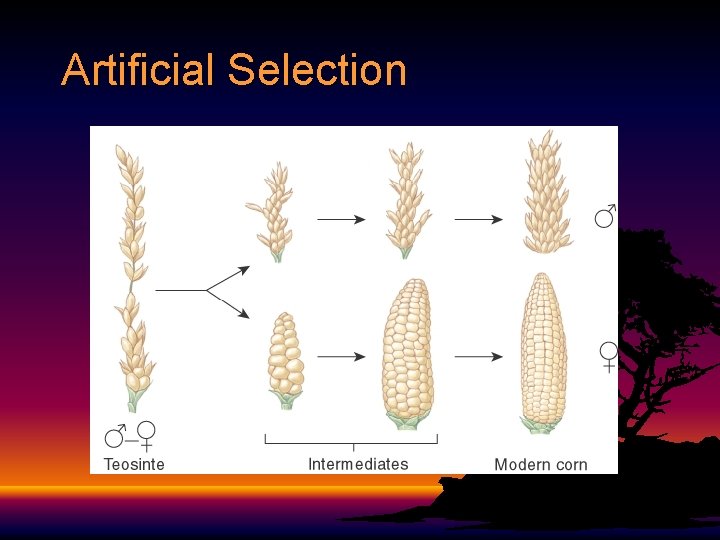 Unit 6 Evolution Natural Selection Darwins Dangerous Ideas