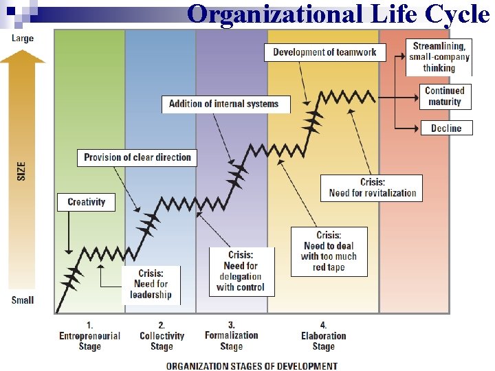 Organizational Life Cycle 