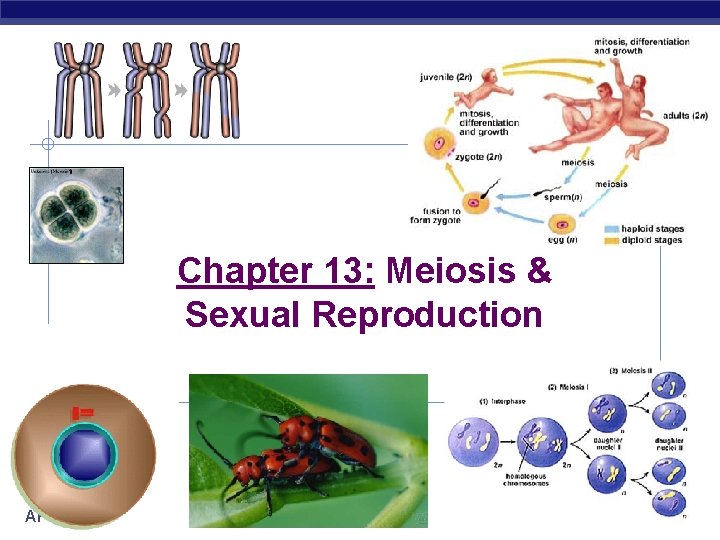 Chapter 13: Meiosis & Sexual Reproduction AP Biology 