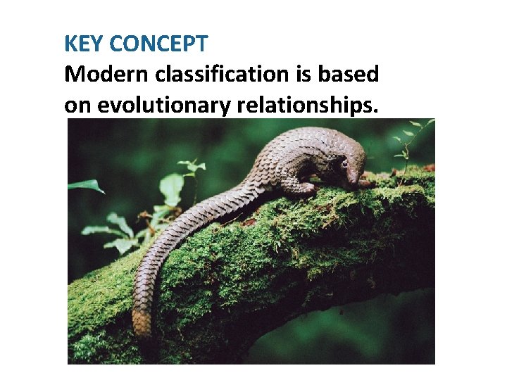 KEY CONCEPT Modern classification is based on evolutionary relationships. 