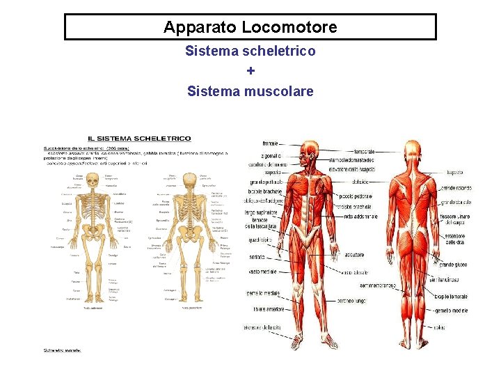 Apparato Locomotore Sistema scheletrico + Sistema muscolare 