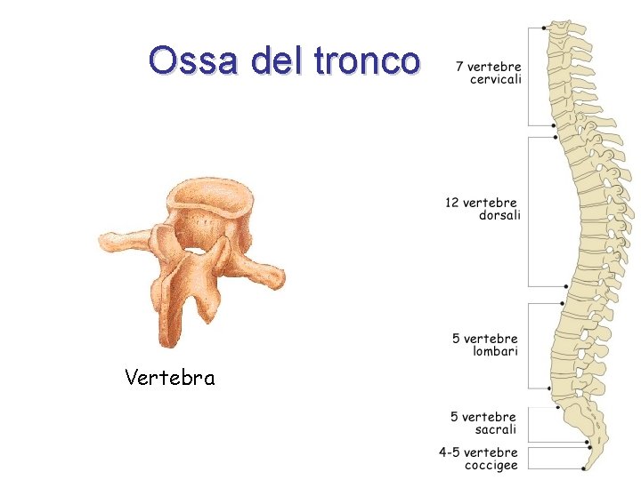 Ossa del tronco Vertebra 