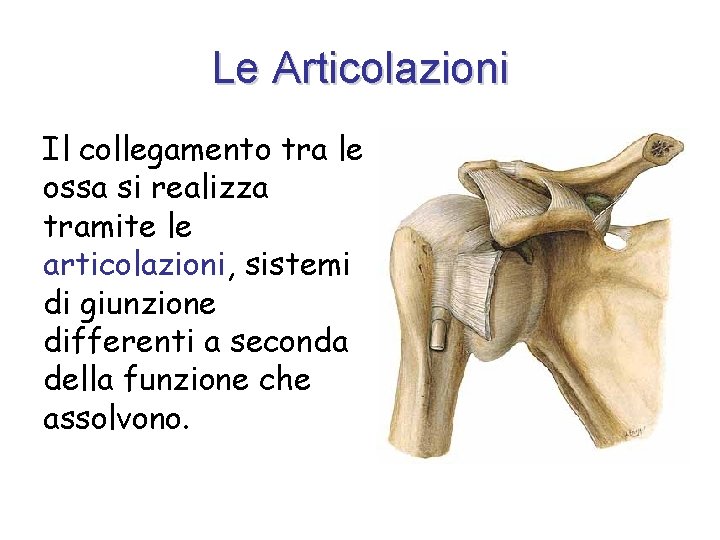 Le Articolazioni Il collegamento tra le ossa si realizza tramite le articolazioni, sistemi di