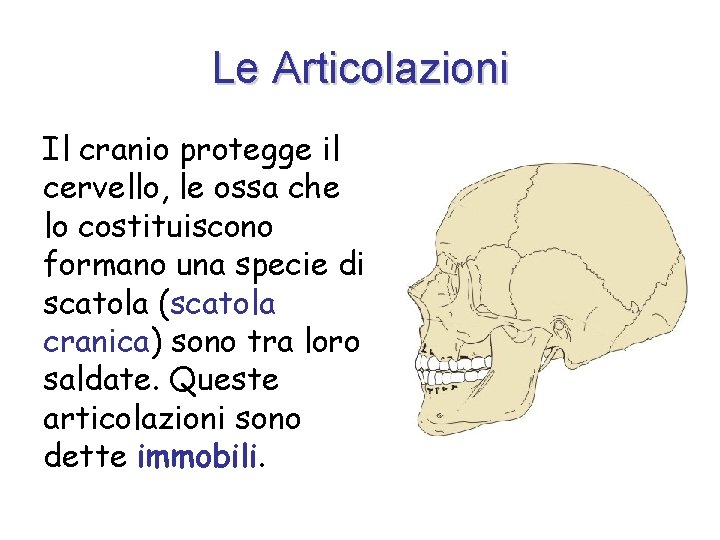 Le Articolazioni Il cranio protegge il cervello, le ossa che lo costituiscono formano una
