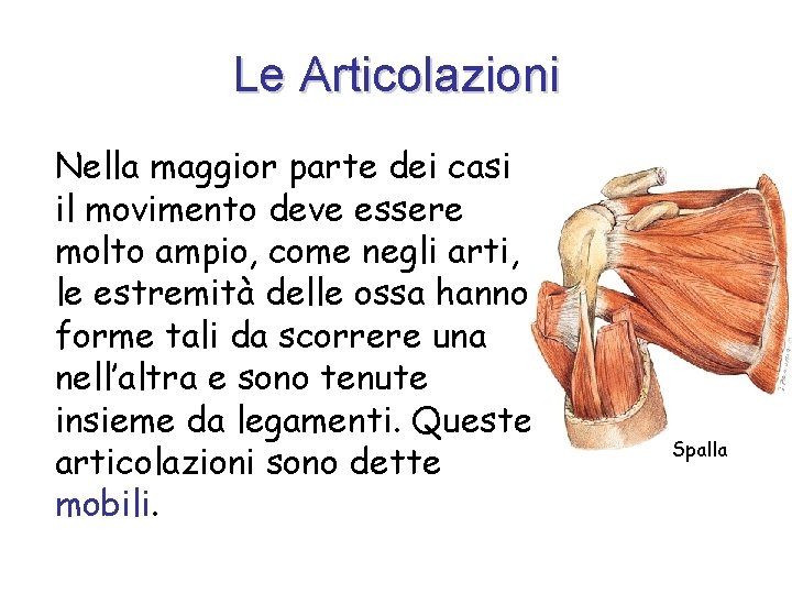 Le Articolazioni Nella maggior parte dei casi il movimento deve essere molto ampio, come