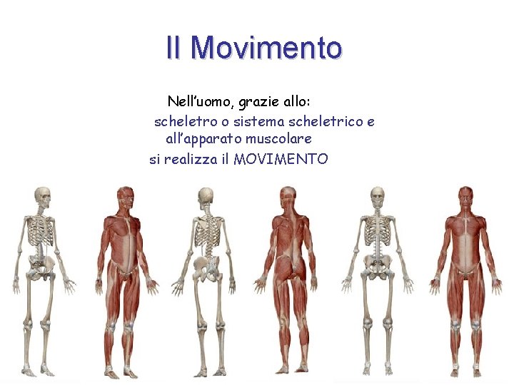 Il Movimento Nell’uomo, grazie allo: scheletro o sistema scheletrico e all’apparato muscolare si realizza