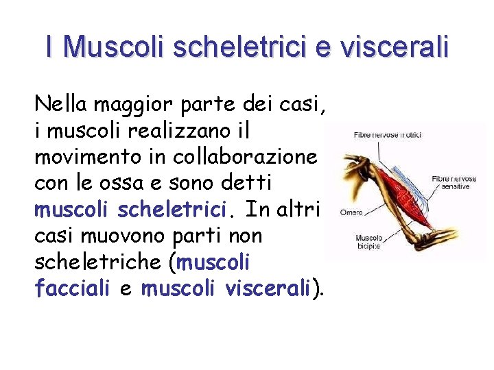I Muscoli scheletrici e viscerali Nella maggior parte dei casi, i muscoli realizzano il