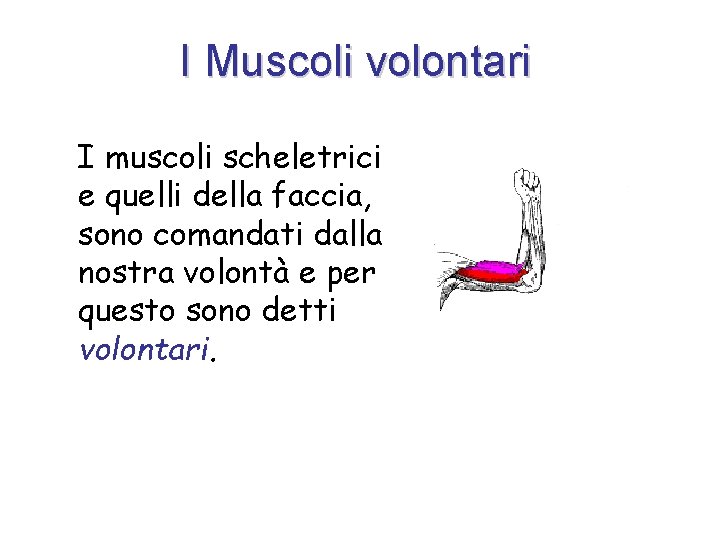 I Muscoli volontari I muscoli scheletrici e quelli della faccia, sono comandati dalla nostra