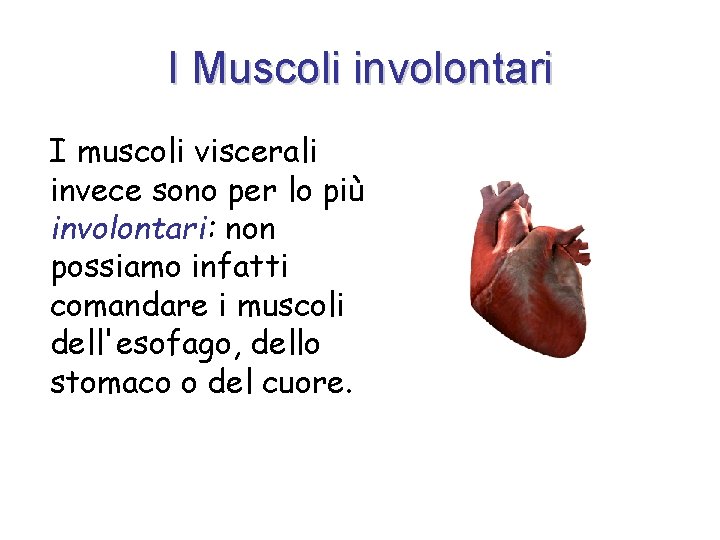 I Muscoli involontari I muscoli viscerali invece sono per lo più involontari: non possiamo