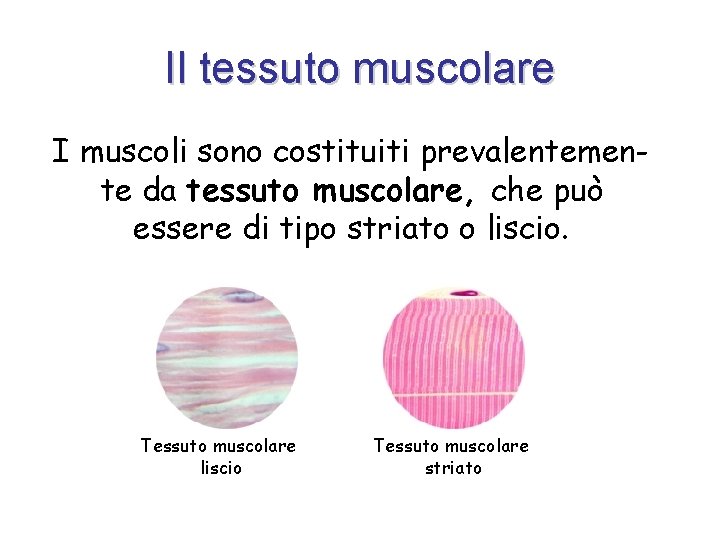 Il tessuto muscolare I muscoli sono costituiti prevalentemente da tessuto muscolare, che può essere