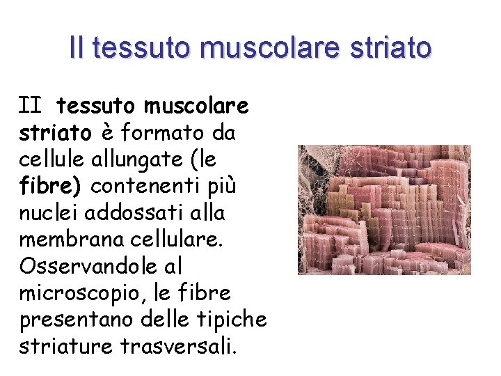 Il tessuto muscolare striato II tessuto muscolare striato è formato da cellule allungate (le