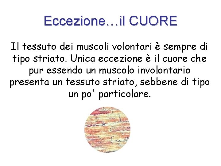 Eccezione…il CUORE Il tessuto dei muscoli volontari è sempre di tipo striato. Unica eccezione