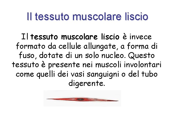 Il tessuto muscolare liscio è invece formato da cellule allungate, a forma di fuso,