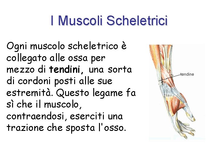 I Muscoli Scheletrici Ogni muscolo scheletrico è collegato alle ossa per mezzo di tendini,