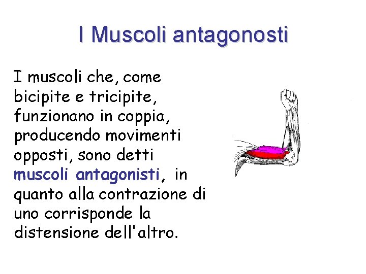 I Muscoli antagonosti I muscoli che, come bicipite e tricipite, funzionano in coppia, producendo