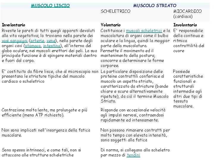 MUSCOLO LISCIO MUSCOLO STRIATO SCHELETRICO MIOCARDICO (cardiaco) Involontario Riveste le pareti di tutti quegli