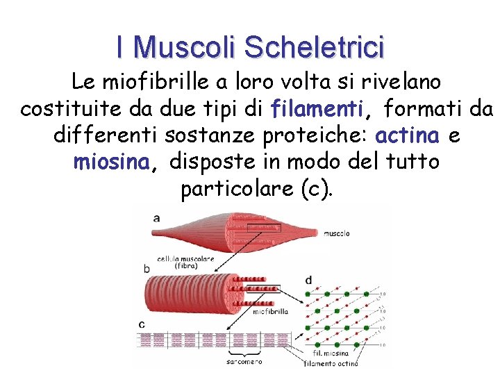 I Muscoli Scheletrici Le miofibrille a loro volta si rivelano costituite da due tipi