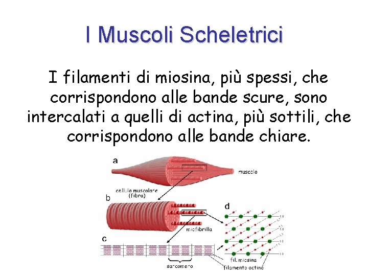 I Muscoli Scheletrici I filamenti di miosina, più spessi, che corrispondono alle bande scure,