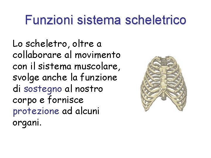 Funzioni sistema scheletrico Lo scheletro, oltre a collaborare al movimento con il sistema muscolare,