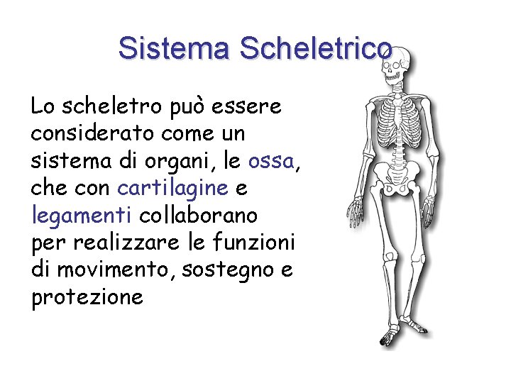 Sistema Scheletrico Lo scheletro può essere considerato come un sistema di organi, le ossa,