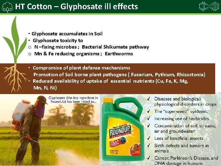 HT Cotton –Harmful Glyphosate effects ill effects of Glyphosate • Glyphosate accumulates in Soil