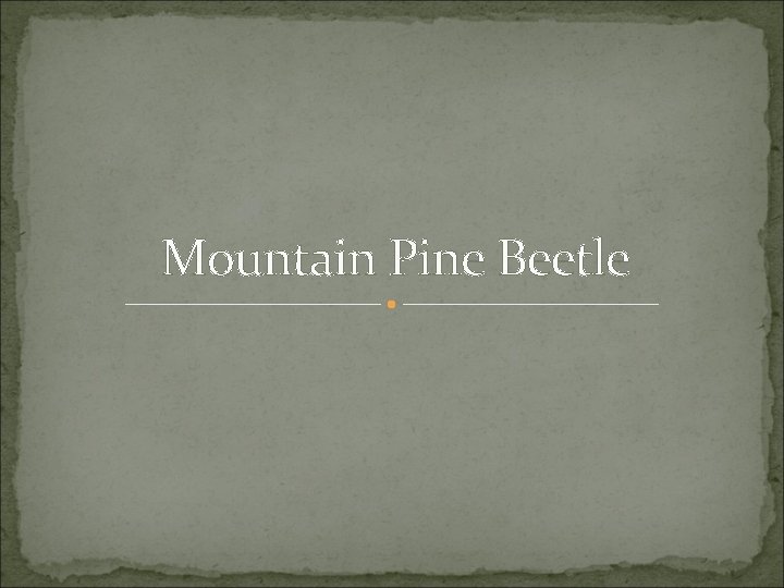 Mountain Pine Beetle 