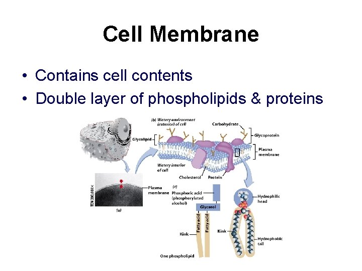 Cell Membrane • Contains cell contents • Double layer of phospholipids & proteins 