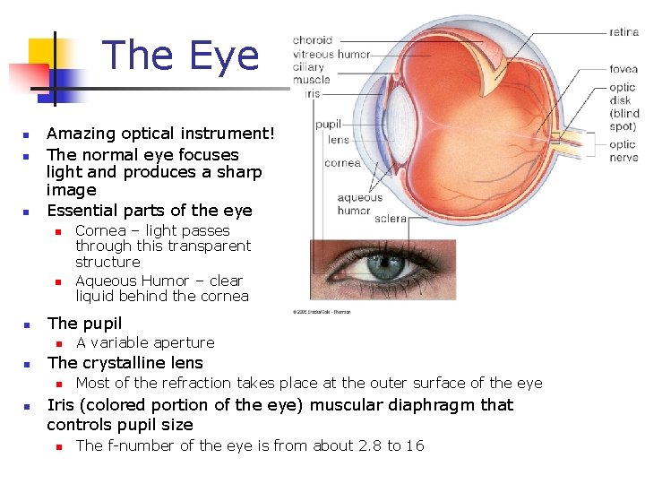 The Eye n n n Amazing optical instrument! The normal eye focuses light and