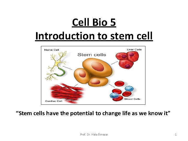 Cell Bio 5 Introduction to stem cell “Stem cells have the potential to change